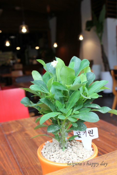 [홍대맛집]홍대카페레스토랑 티케가 새로이 이전오픈했어요~ - 홍대 지역 추천맛집 티케 후기