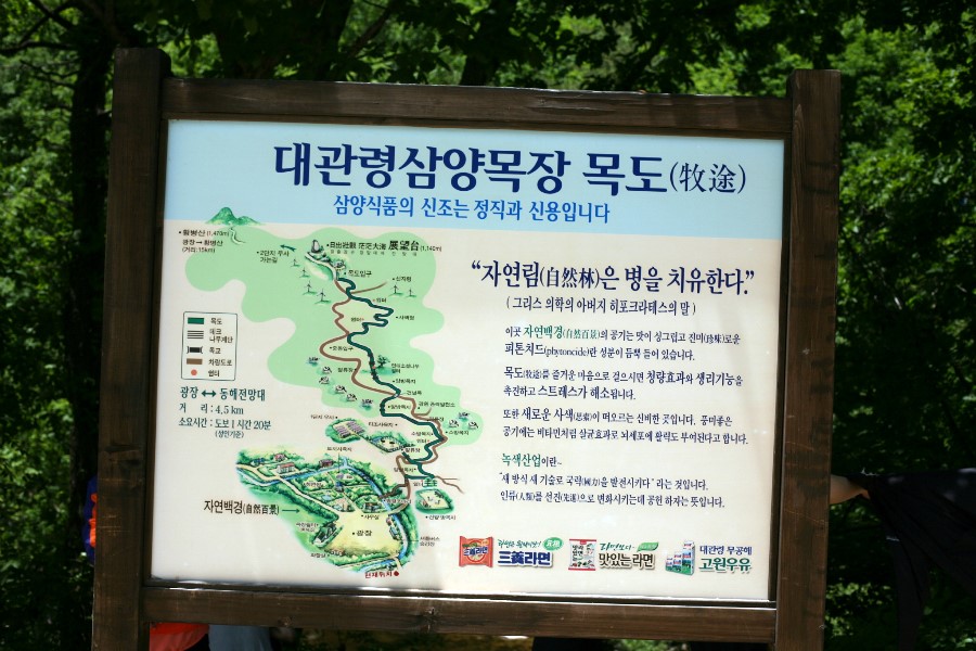 강원도 가족여행 - 아이들이 좋아하는 대관령 양떼목장 !