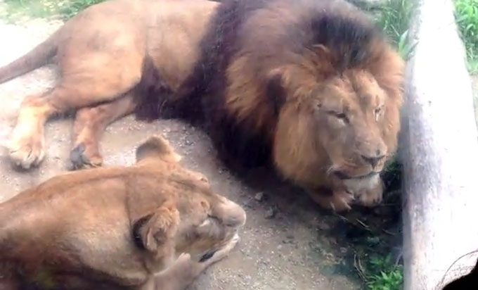 ¾î¸°ÀÌ´ë°ø¿ø »çÀ°»ç, »çÀÚ¿¡ ¹°·Á. ¾î¸°ÀÌ´ë°ø¿ø »çÀ°»ç°¡ »çÀÚ¿¡ ¹°·Á ÀǽÄÀ» ÀÒ¾ú´Ù. ¾î¸°ÀÌ´ë°ø¿ø »çÀ°»ç´Â ÇöÀç ½ÉÆó¼Ò»ý¼úÀ» ¹Þ°í ÀÖ´Ù. /À¯Æ©ºê ¿µ»ó ĸó