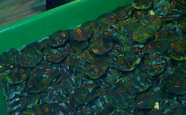 ¶±±¹¿Â÷, '¶±±¹' ÀÇ¹Ì ´«±æ. ¿µÈ '¶±±¹¿Â÷'°¡ 8ÀÏ Àα⠰˻ö¾î¿¡ µîÀåÇØ ³×ƼÁðµéÀÇ °ü½ÉÀ» ¹Þ°í ÀÖ´Ù. '¶±±¹¿Â÷' ¿¹°íÆíÀ» º» ´©¸®²ÛµéÀº '¶±±¹'ÀÇ Àǹ̿¡ Àǹ®À» Á¦±âÇϰí ÀÖ´Ù. / ¿µÈ '¶±±¹¿Â÷' ¿¹°íÆí