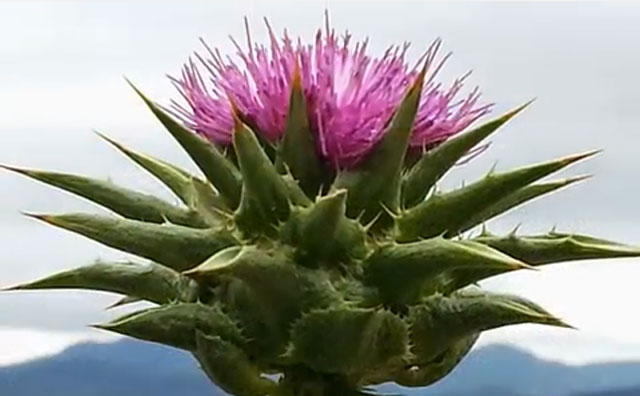 ¹ÐÅ©¾¾½½, º¸¶ó»ö ²É °¡Áø ¾û°ÏÄû ½Ä¹°. ¹ÐÅ©¾¾½½Àº °£°ú ½ÅÀå¿¡ ÁÁÀº ÇãºêƼ·Î ¿µ±¹¿¡¼´Â µ¶¼Ò ¹èÃâ·Î À¯¸íÇÑ µðÅ彺 Ƽ´Ù. /À¯Æ©ºê ¿µ»ó ĸó