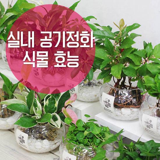 효과 공기 정화 식물 실내 공기정화식물
