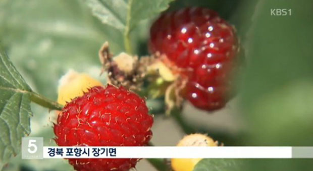 »êµþ±â È¿´É, »êµþ±â È¿´ÉÀÌ ´©¸®²ÛµéÀÇ °ü½ÉÀ» ²ø°í ÀÖ´Ù. / KBS ȸé ĸó