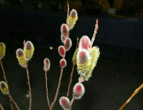 다시봄 이미지