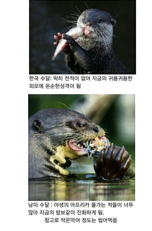 한국수달과 아마존수달