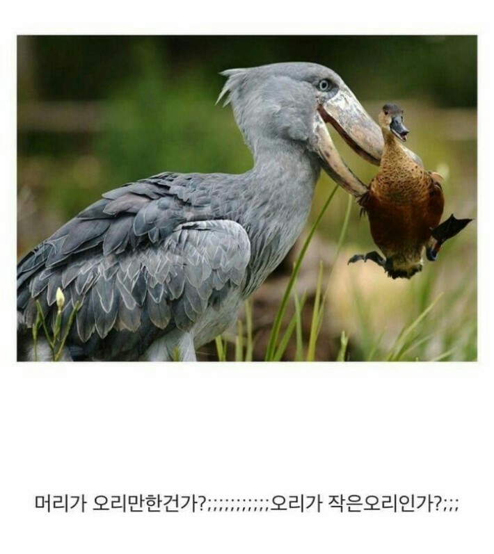 진짜 큰 새가 있어요