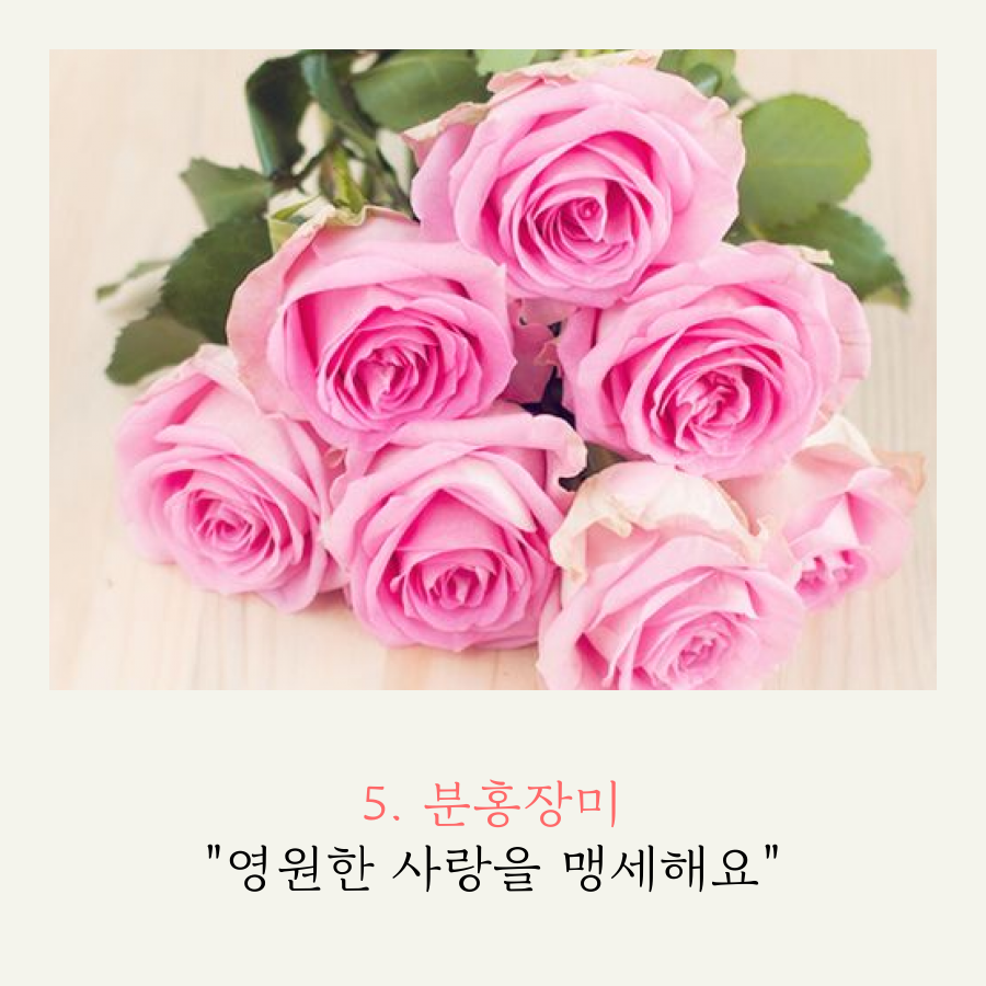꽃말이 예뻐 연인에게 선물하기 좋은 꽃 TOP 7