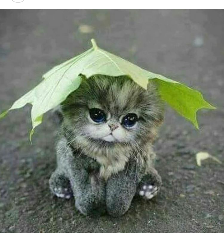 냥이