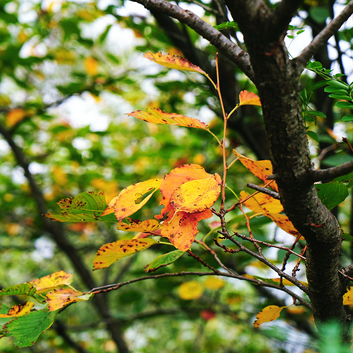 class="se-image-resource"