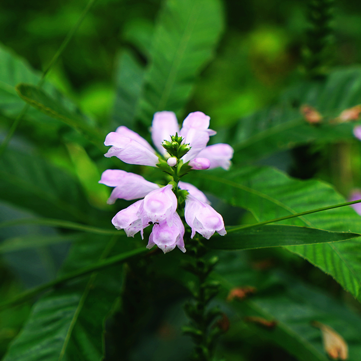 class="se-image-resource"