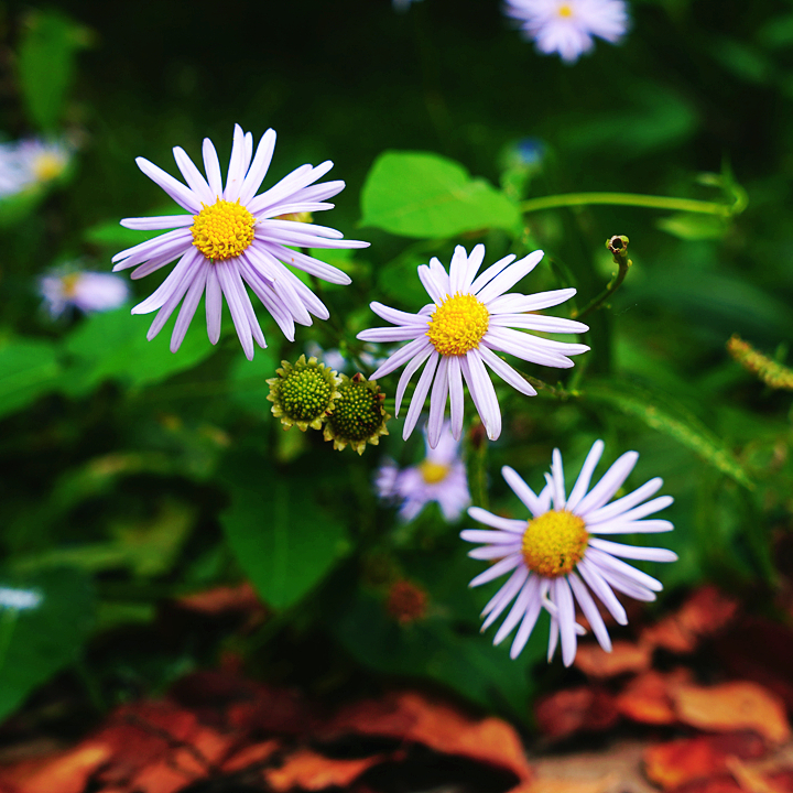 class="se-image-resource"