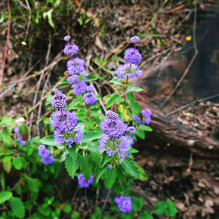 class="se-image-resource"