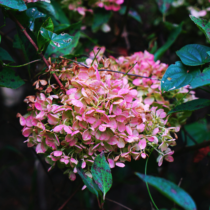 class="se-image-resource"