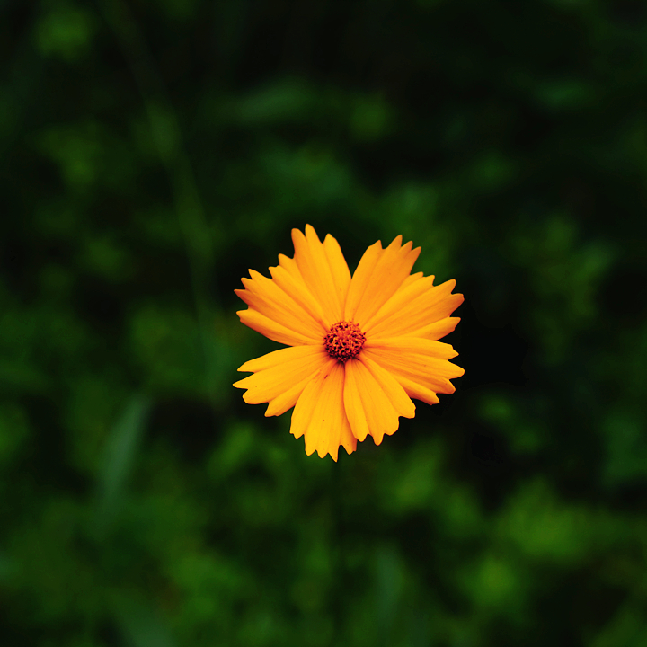 class="se-image-resource"