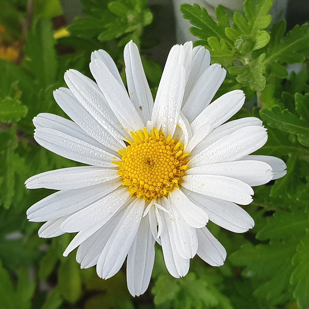 class="se-image-resource"