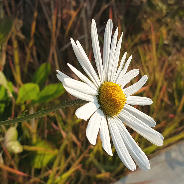 class="se-image-resource"