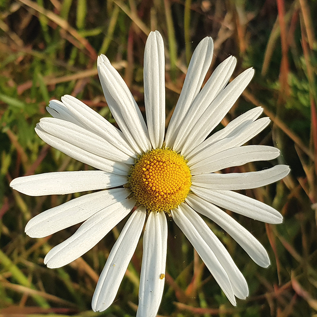 class="se-image-resource"