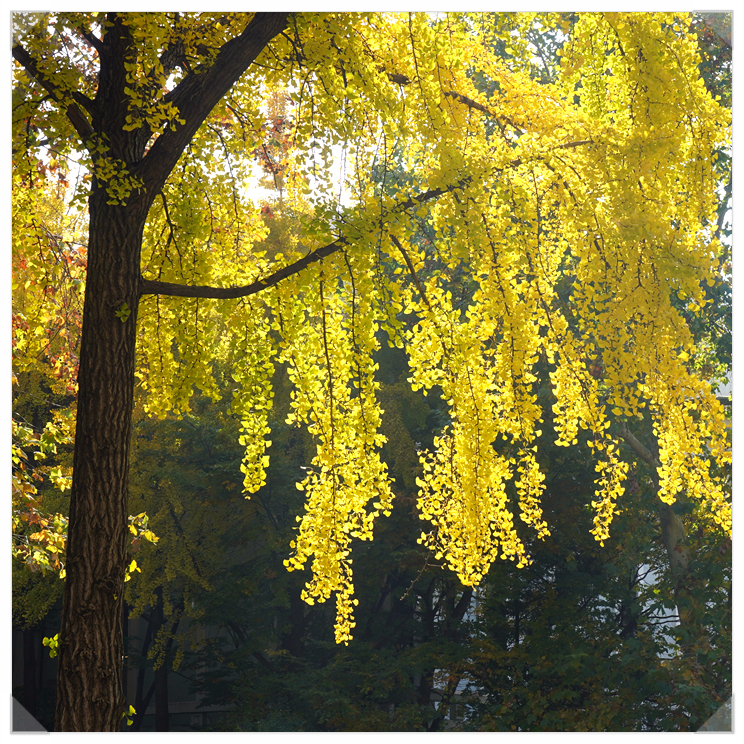 class="se-image-resource"