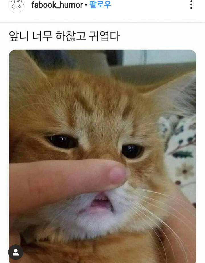 냥이