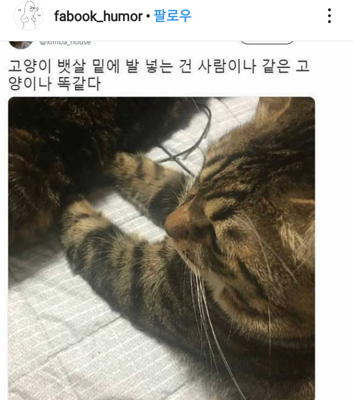 냥이