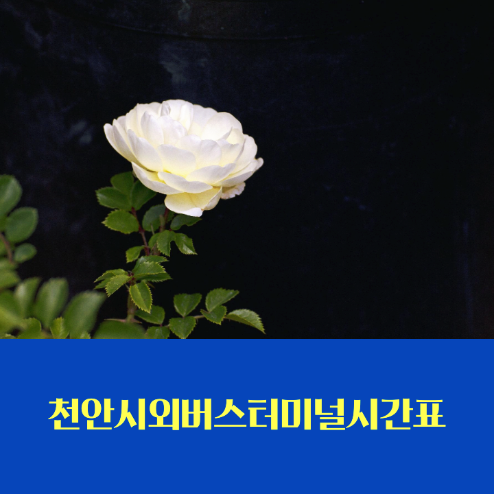 class="se-image-resource"
