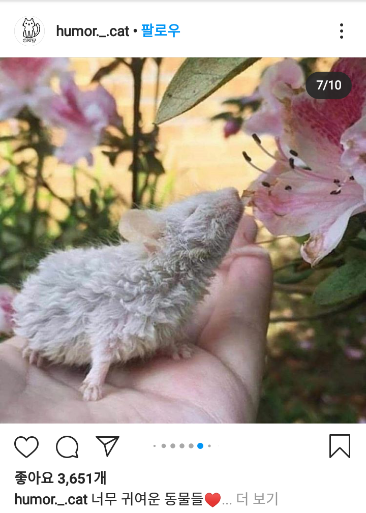 꽃쥐