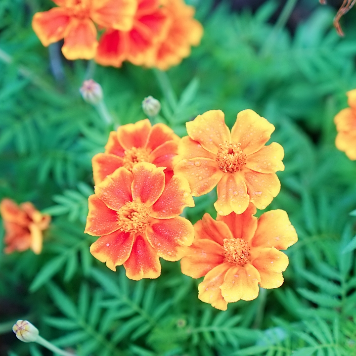 class="se-image-resource"