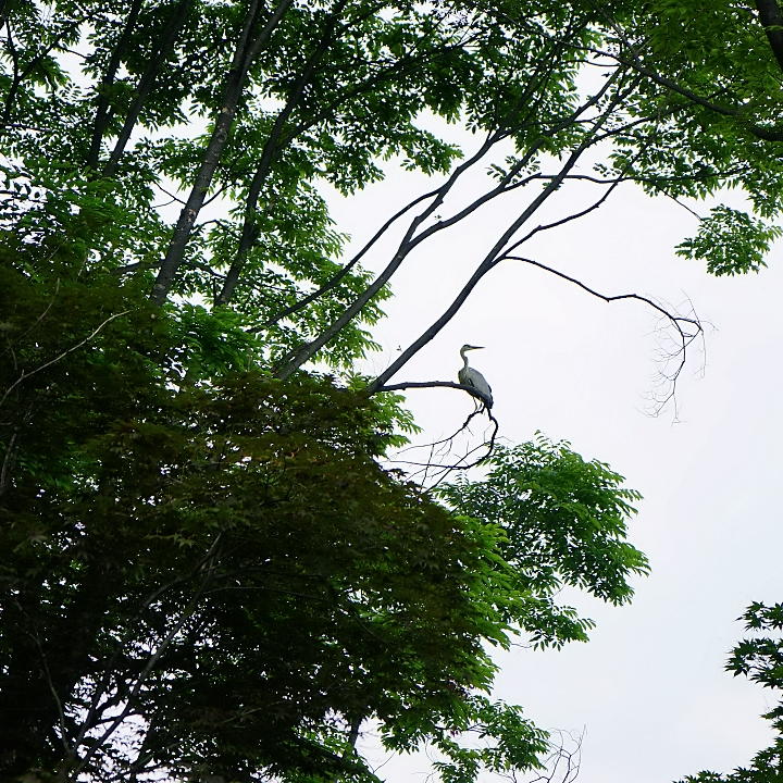 class="se-image-resource"