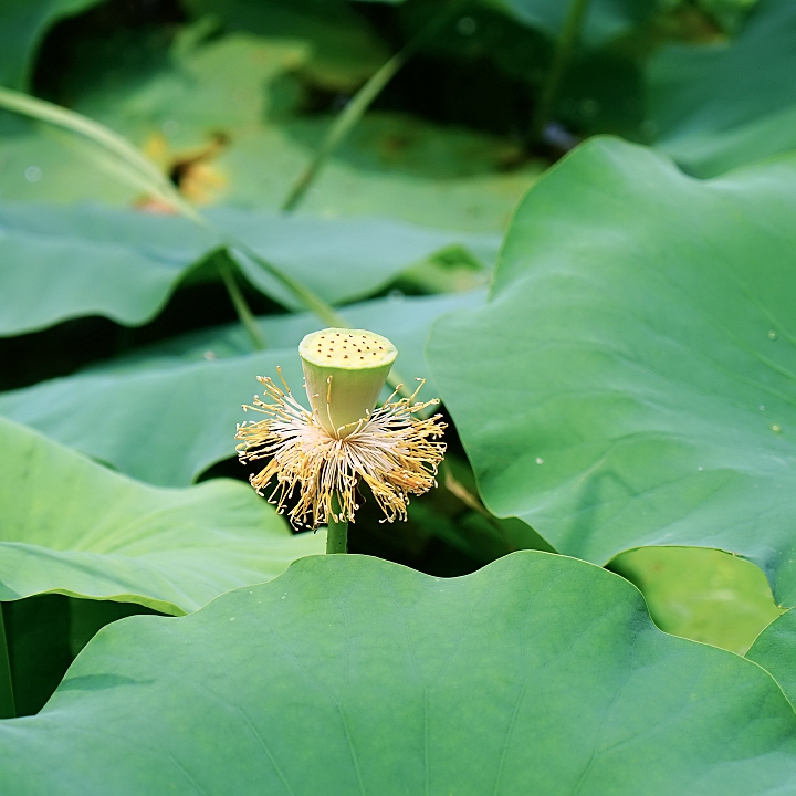 class="se-image-resource"