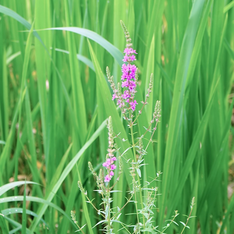 class="se-image-resource"