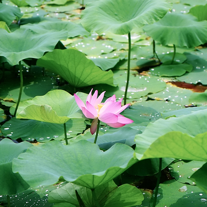 class="se-image-resource"