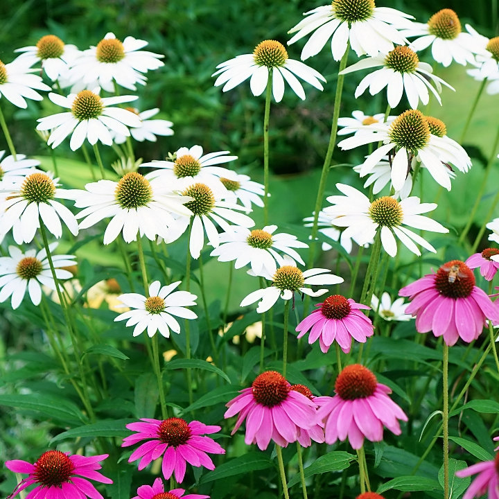 class="se-image-resource"