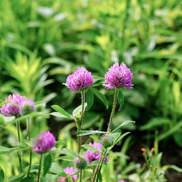 class="se-image-resource"