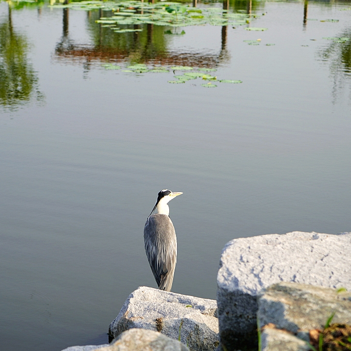 class="se-image-resource"