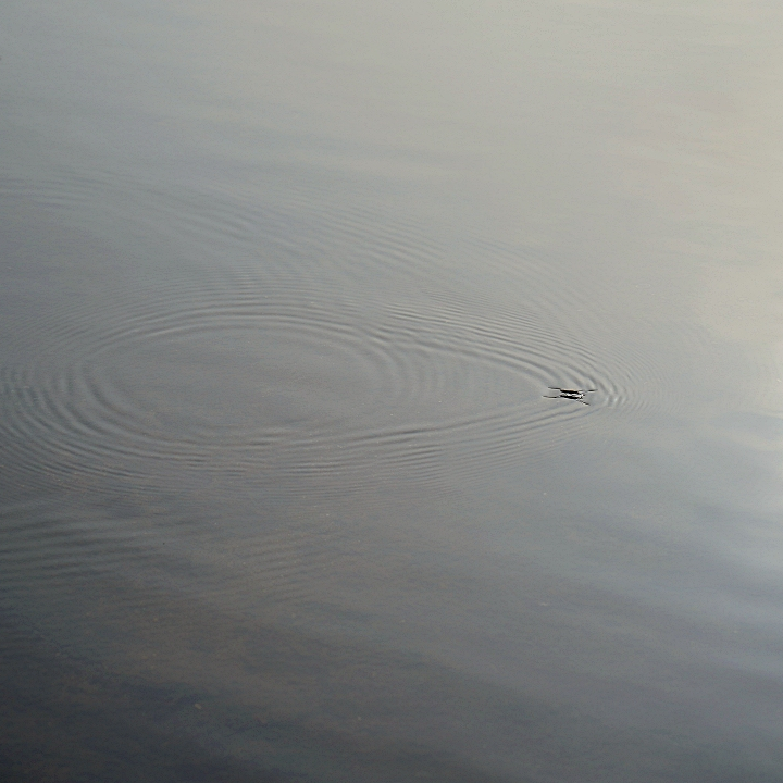 class="se-image-resource"