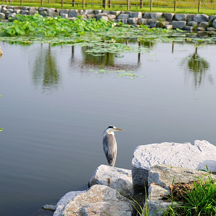 class="se-image-resource"