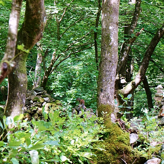 class="se-image-resource"